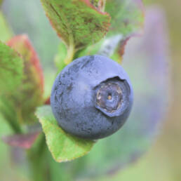 Blåbær (Vaccinium myrtillus)