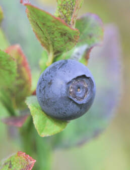 Blåbær (Vaccinium myrtillus)