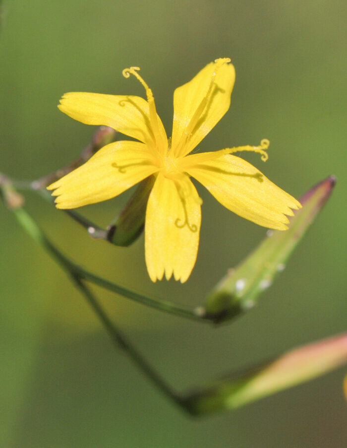 Skogsalat (Mycelis muralis)