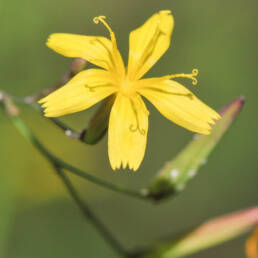 Skogsalat (Mycelis muralis)