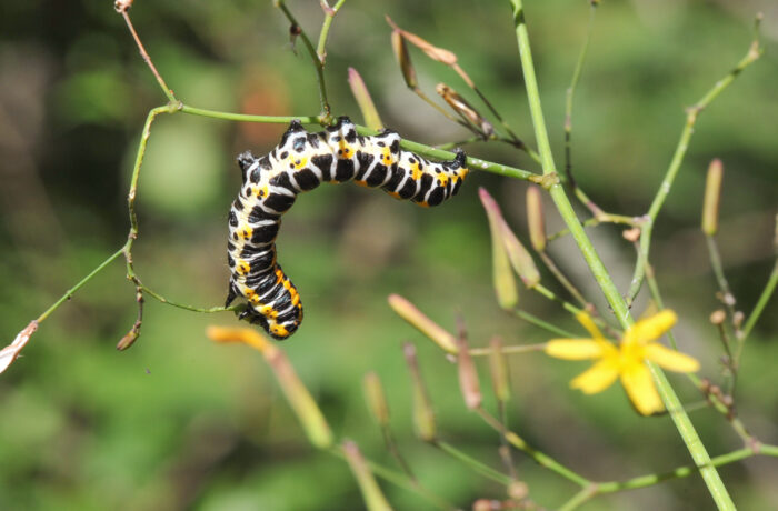 Skogsalat (Mycelis muralis)