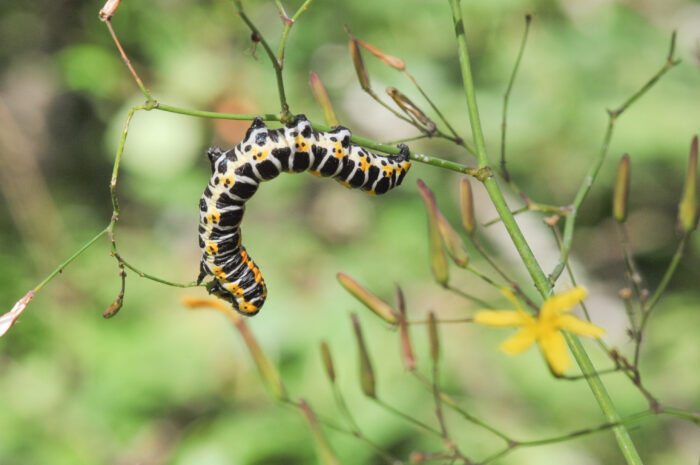 Skogsalat (Mycelis muralis)