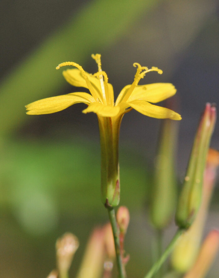 Skogsalat (Mycelis muralis)