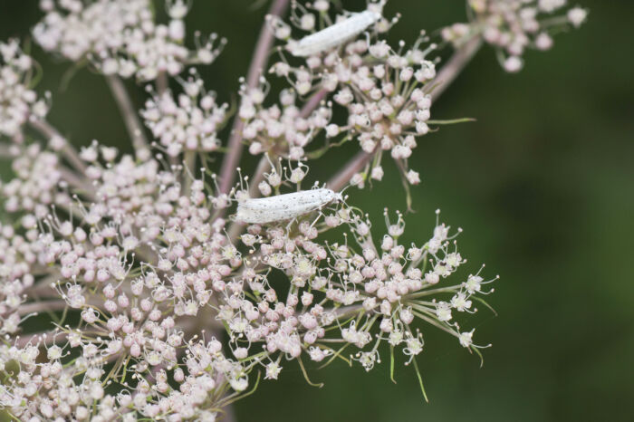 Sløke (Angelica sylvestris)