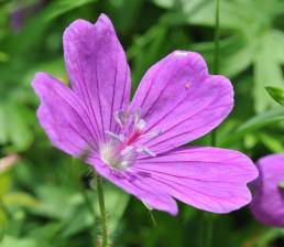 Blodstorkenebb (Geranium sanguineum)