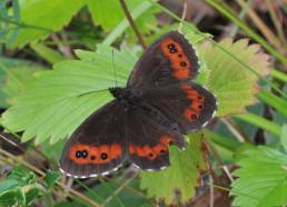 Fløyelsringvinge (Erebia ligea)