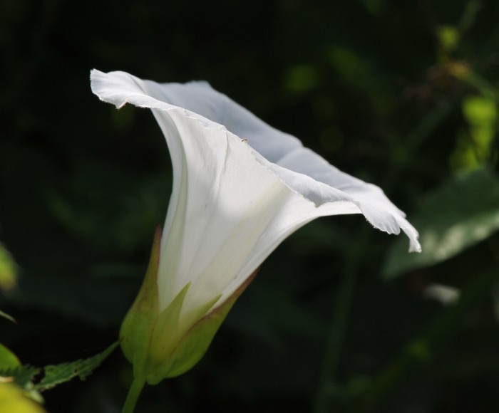 Strandvindel (Calystegia sepium)