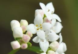 Myrmaure (Galium palustre)