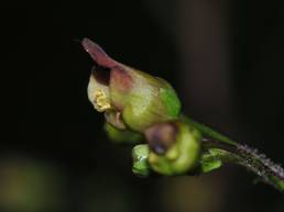 Brunrot (Scrophularia nodosa)