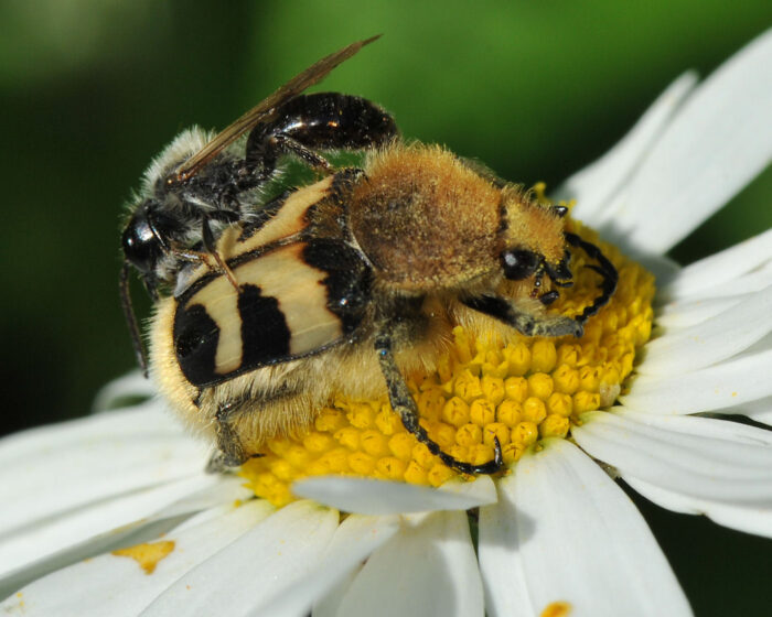 Humlebille (Trichius fasciatus)