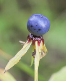 Firblad (Paris quadrifolia)