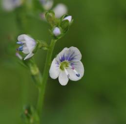 Snauveronika (Veronica serpyllifolia)