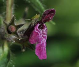 Skogsvinerot (Stachys sylvestris)