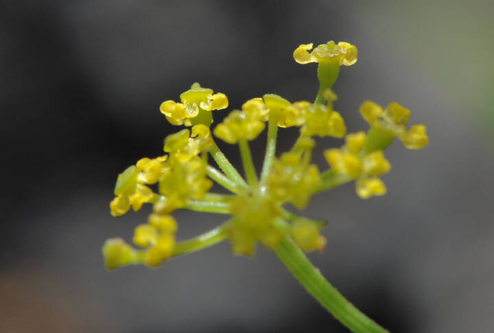 Pastinakk (Pastinaca sativa)