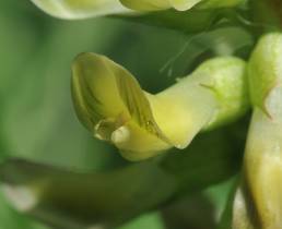 Lakrismjelt (Astragalus glycyphyllos)