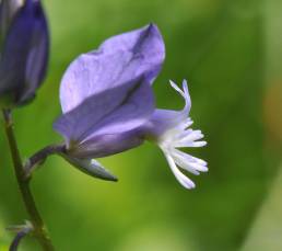 Blåfjær (Polygala vulgaris)