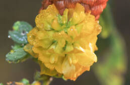 Gullkløver (Trifolium aureum)