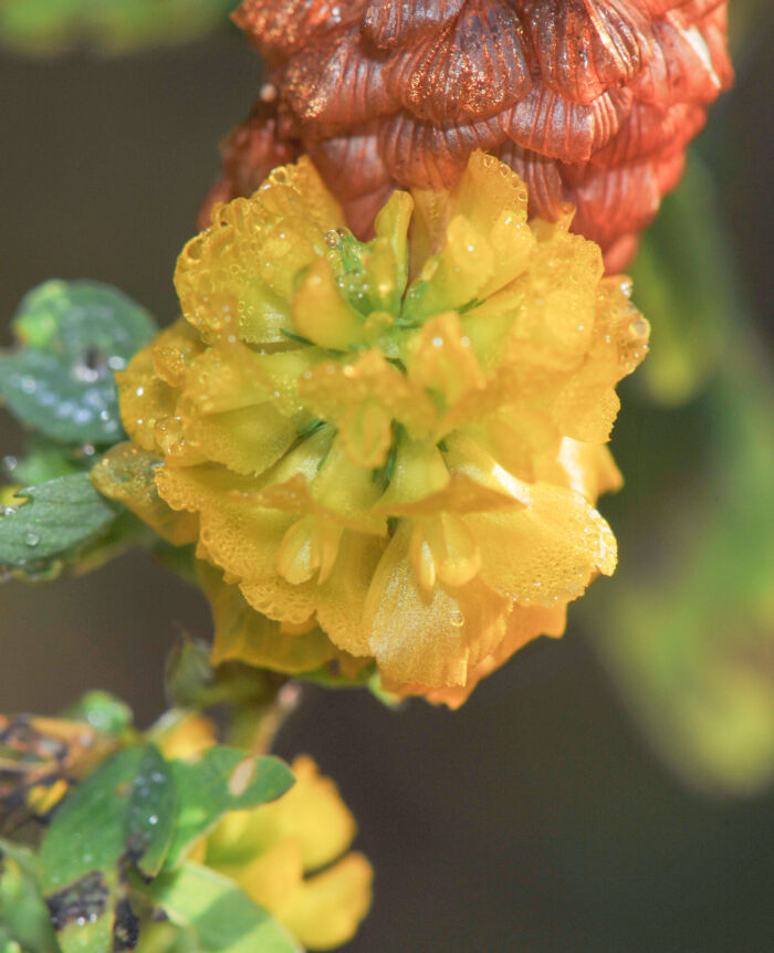 Gullkløver (Trifolium aureum)