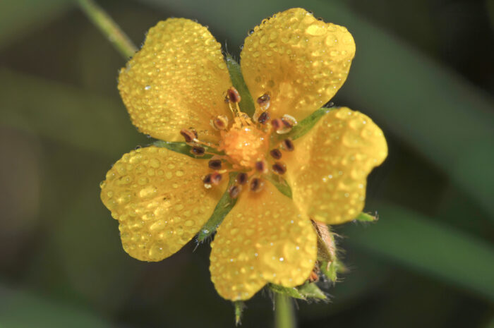 Tyskermure (Potentilla thuringiaca)