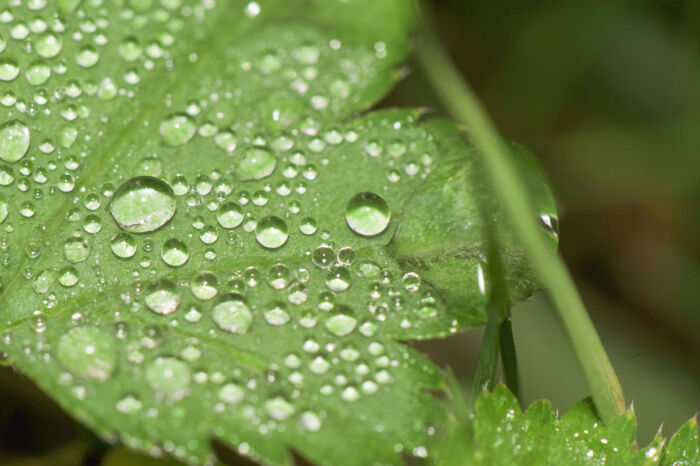 Marikåpe (Alchemilla vulgaris)