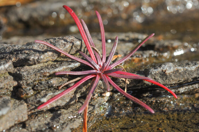 Strandnellik (Armeria maritima)