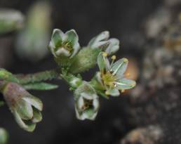 Flerårsknavel (Scleranthus perennis)