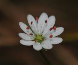 Gresstjerneblom (Stellaria graminea)