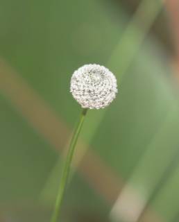 Eriocaulon sp