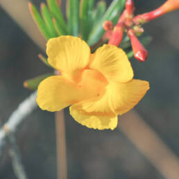 Mandevilla benthamii