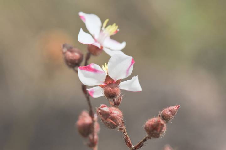 Melastomataceae