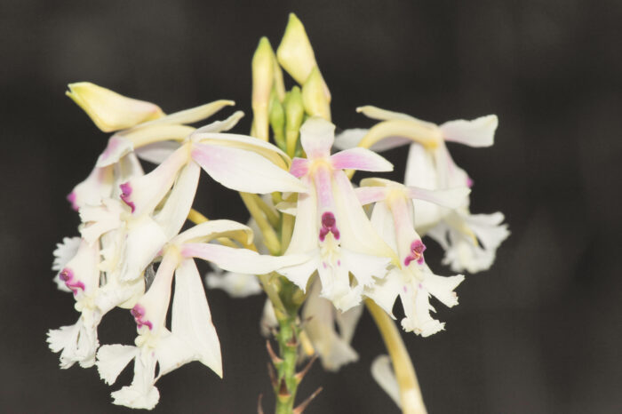 Epidendrum sp