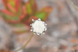 Eriocaulon sp