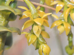 Epidendrum alsum