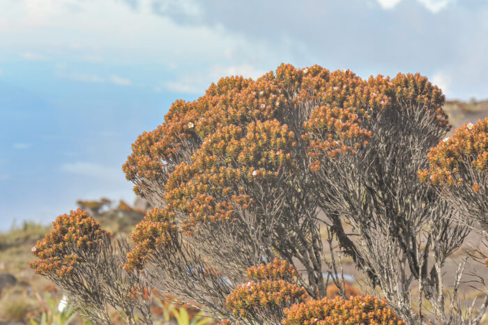 Bonnetia roraimae