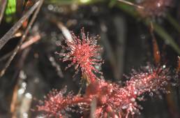 Roraima Sundew (Drosera roraimae)