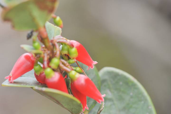 Ericaceae