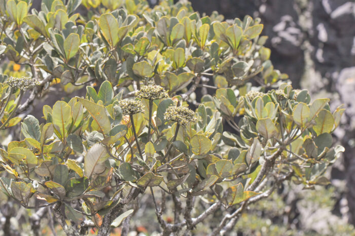 Crepinella umbellata