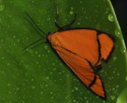 Gran Sabana butterfly 027