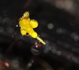 Bladderwort (Utricularia sp)