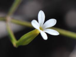 Curtia tenuifolia