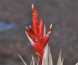 Tillandsia turneri