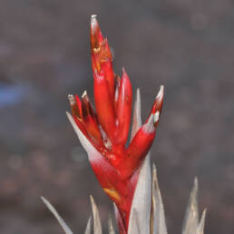 Tillandsia turneri