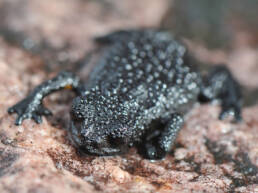 Roraima bush toad (Oreophrynella quelchii)