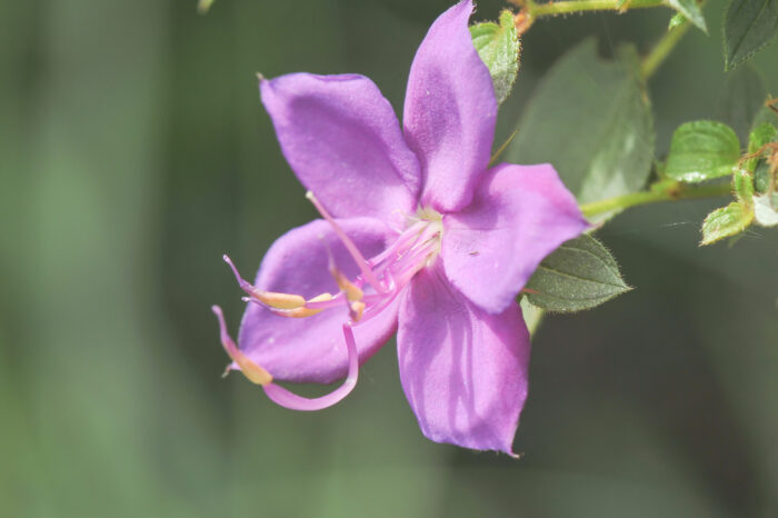 Rhynchanthera grandiflora