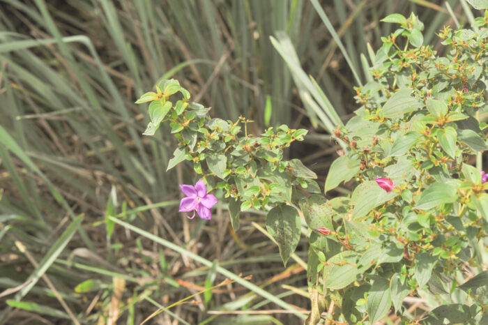 Rhynchanthera grandiflora