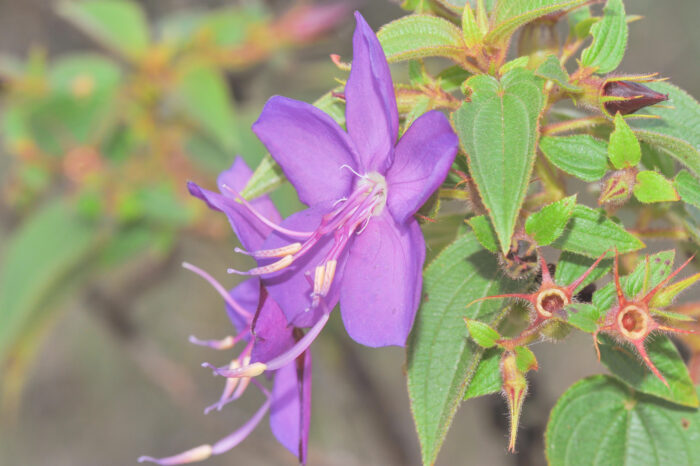 Rhynchanthera grandiflora