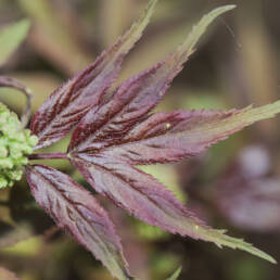 Rødhyll (Sambucus racemosa)