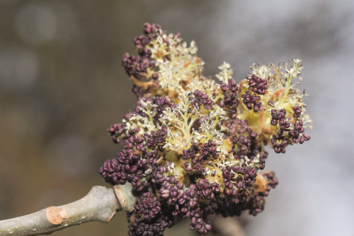 Ask (Fraxinus excelsior)