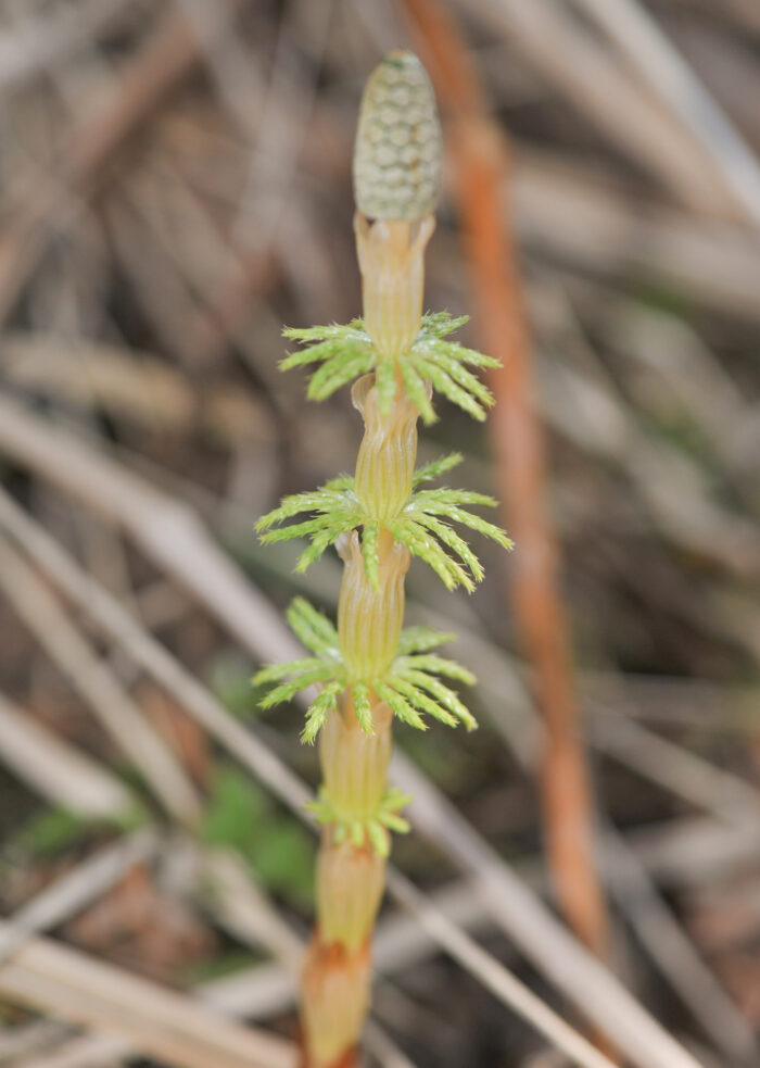 Skogsnelle (Equisetum sylvaticum)