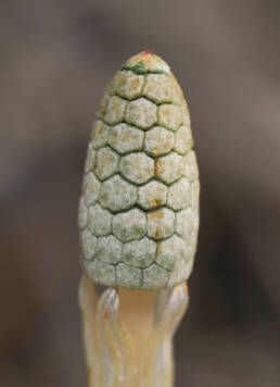 Skogsnelle (Equisetum sylvaticum)